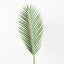 12 x Palm Phoenix Leaf