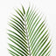 12 x Palm Phoenix Leaf