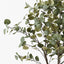 2 x Eucalyptus Tree