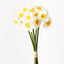 12 x Narcissus Bouquet