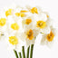 12 x Narcissus Bouquet