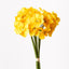 12 x Narcissus Bouquet