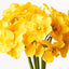 12 x Narcissus Bouquet
