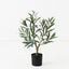 2 x Olive Tree (w/o fruit)
