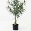 2 x Olive Tree (w/o fruit)
