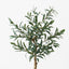 2 x Olive Tree (w/o fruit)