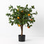 2 x Orange Tree