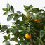 2 x Orange Tree