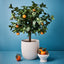 2 x Orange Tree