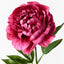 12 x Peony