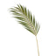 24 x Palm Phoenix Leaf