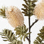 12 x Banksia Spray