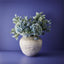 24 x Astrantia Spray