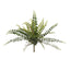 12 x Fern Jewel Bush