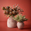 12 x Banksia Acorn
