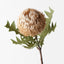 12 x Banksia Acorn