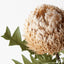 12 x Banksia Acorn