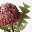 12 x Banksia Acorn