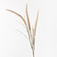 12 x Fountain Grass Spray