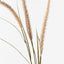 12 x Fountain Grass Spray