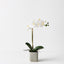 2 x Orchid Phalaenopsis in Silo Pot