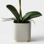 2 x Orchid Phalaenopsis in Silo Pot