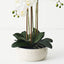Orchid Phalaenopsis in Trojan Bowl