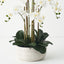 Orchid Phalaenopsis in Trojan Bowl