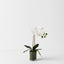 6 x Orchid Phalaenopsis in Vase