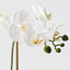 6 x Orchid Phalaenopsis in Vase