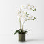2 x Orchid Phalaenopsis in Vase