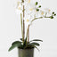 2 x Orchid Phalaenopsis in Vase