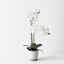 2 x Orchid Phalaenopsis in Nele Pot