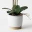 2 x Orchid Phalaenopsis in Nele Pot