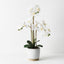 Orchid Phalaenopsis in Nele Pot