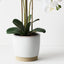 Orchid Phalaenopsis in Nele Pot