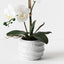 2 x Orchid Phalaenopsis in Vala Pot