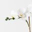 Orchid Phalaenopsis in Vala Pot