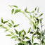 6 x Ruscus Italian Bush