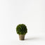 4 x Boxwood Ball in Pot