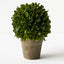 4 x Boxwood Ball in Pot