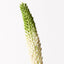 12 x Lily Foxtail