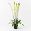 Lily Foxtail Plant