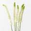 Lily Foxtail Plant