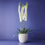 Lily Foxtail Plant