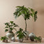 2 x Philodendron Selloum Plant