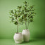 2 x Ficus Tree
