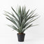 Yucca Plant