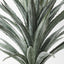 Yucca Plant