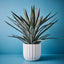 Yucca Plant